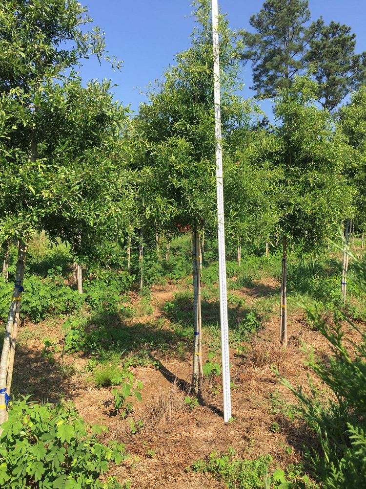 quercus-phellos-willow-oak