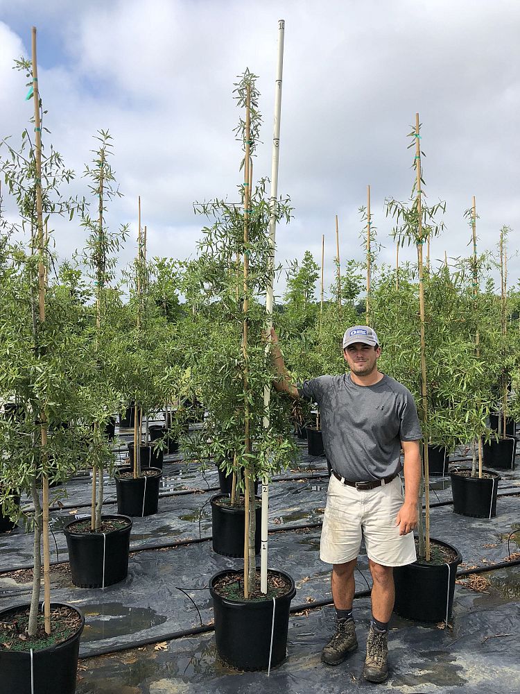 quercus-phellos-willow-oak