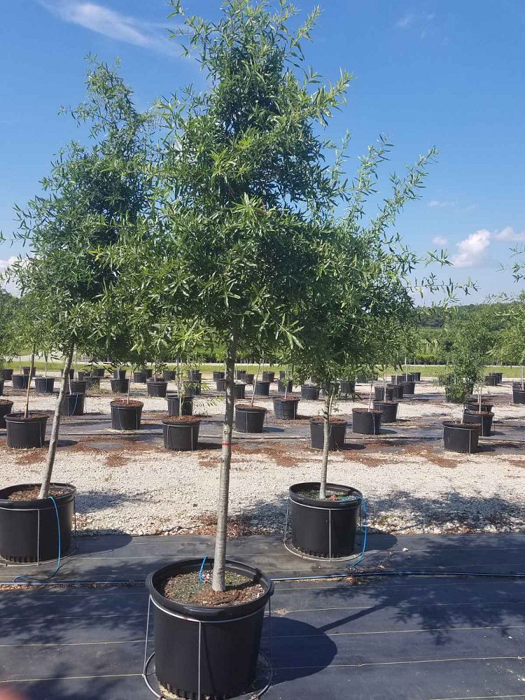 quercus-phellos-willow-oak