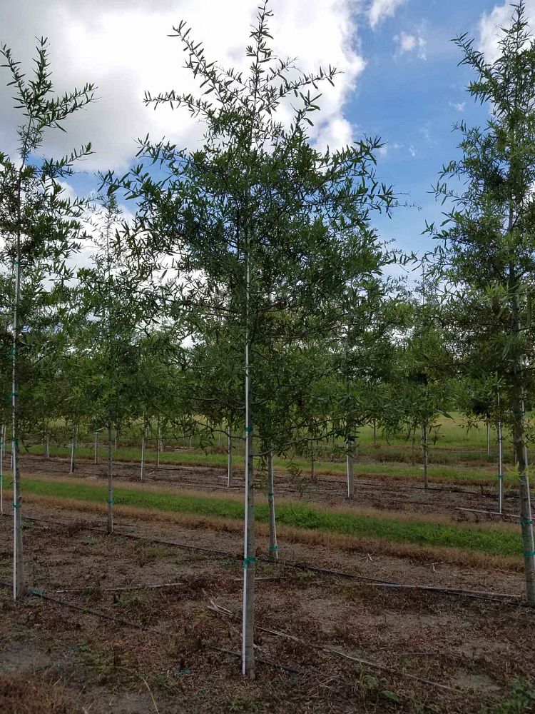 quercus-phellos-willow-oak