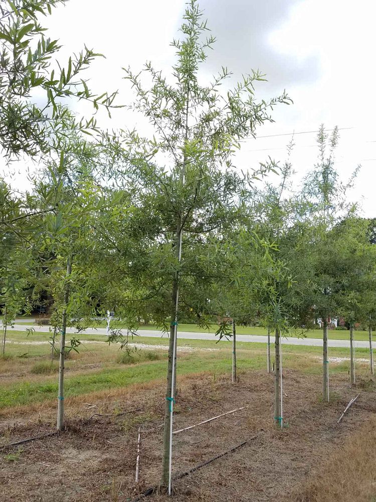 quercus-phellos-willow-oak