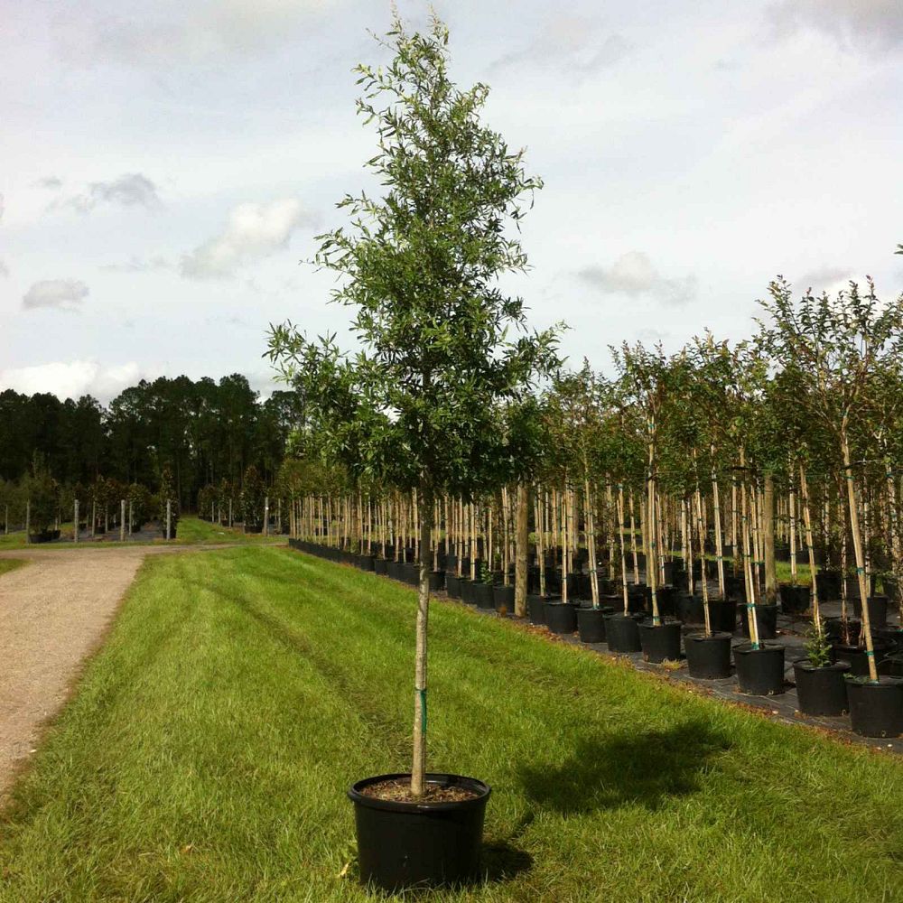 quercus-phellos-willow-oak