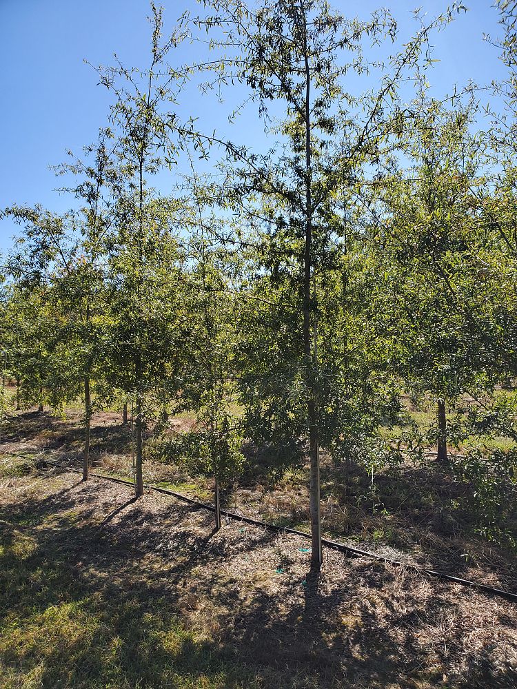 quercus-phellos-willow-oak