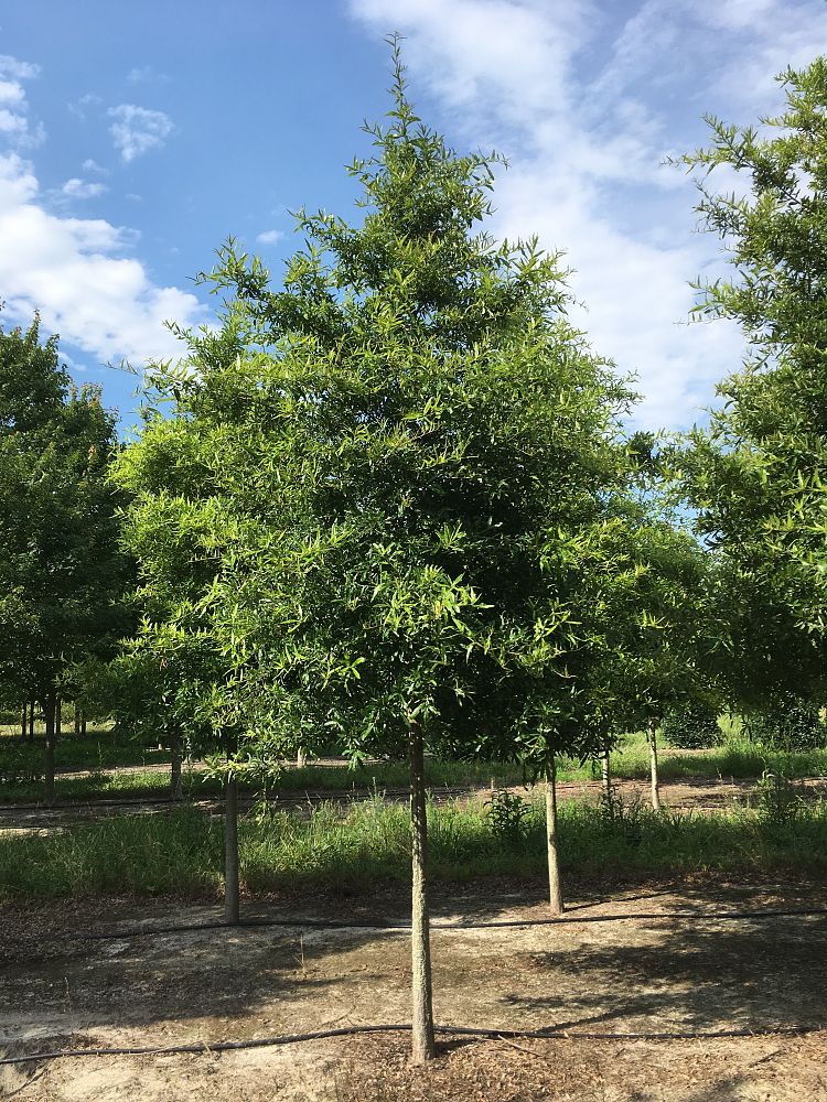 quercus-phellos-willow-oak