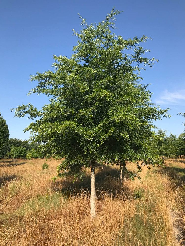 quercus-phellos-willow-oak