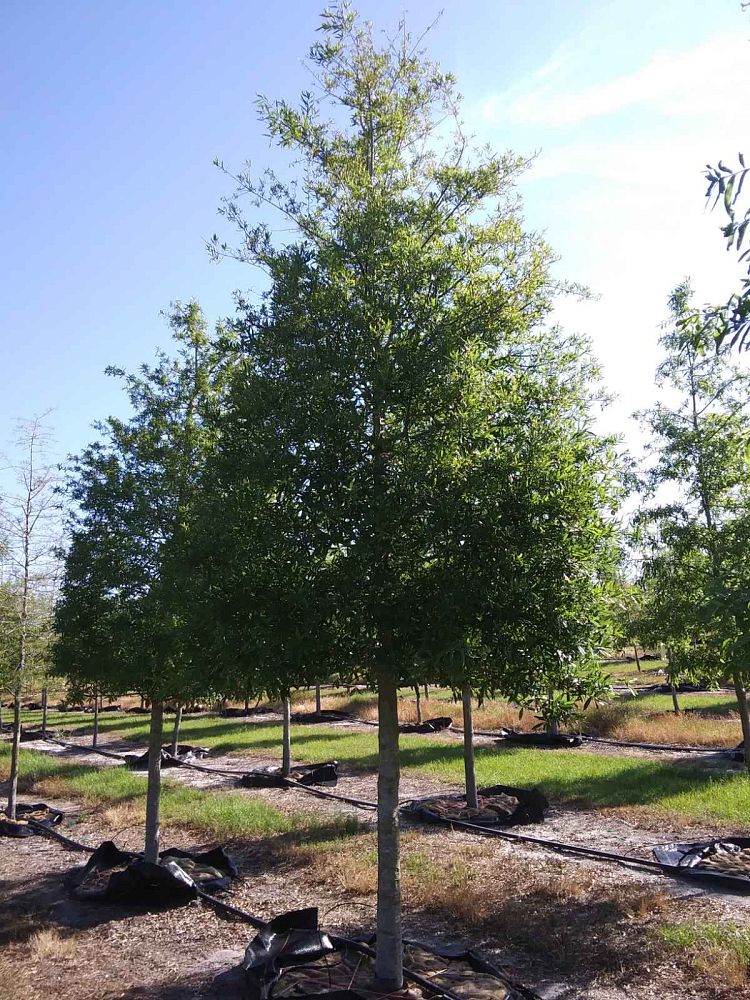 quercus-phellos-willow-oak