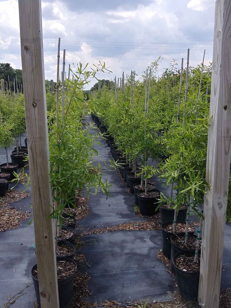 quercus-phellos-willow-oak