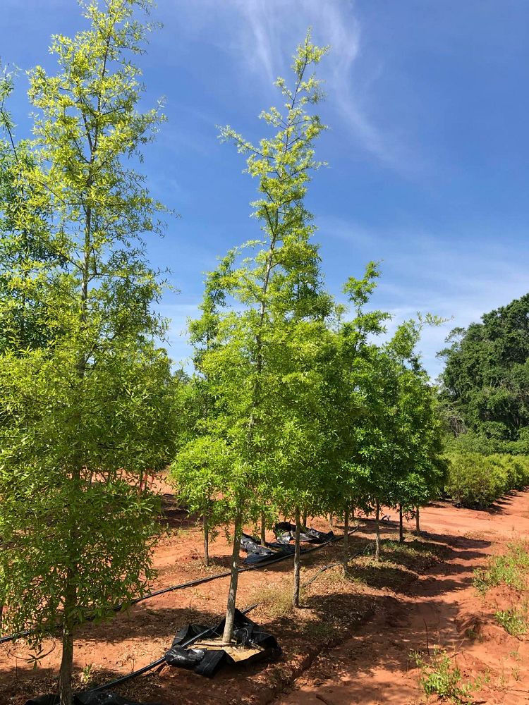 quercus-phellos-willow-oak