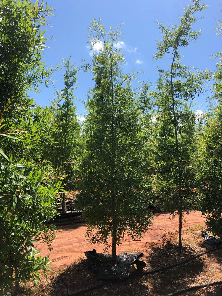 quercus-phellos-willow-oak