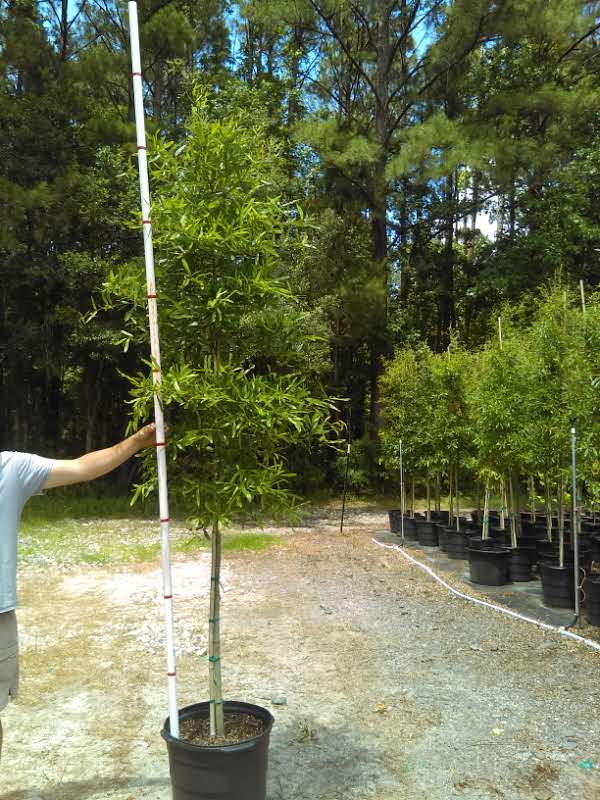quercus-phellos-willow-oak