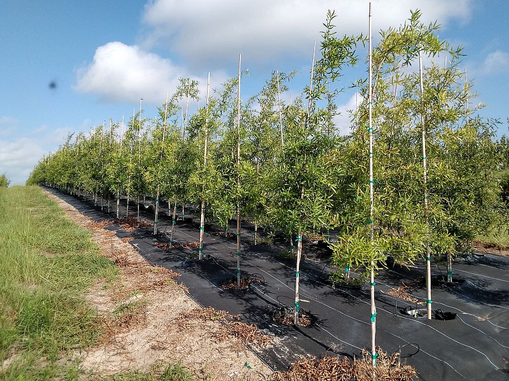 quercus-phellos-willow-oak