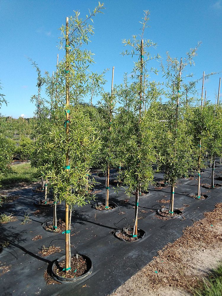 quercus-phellos-willow-oak