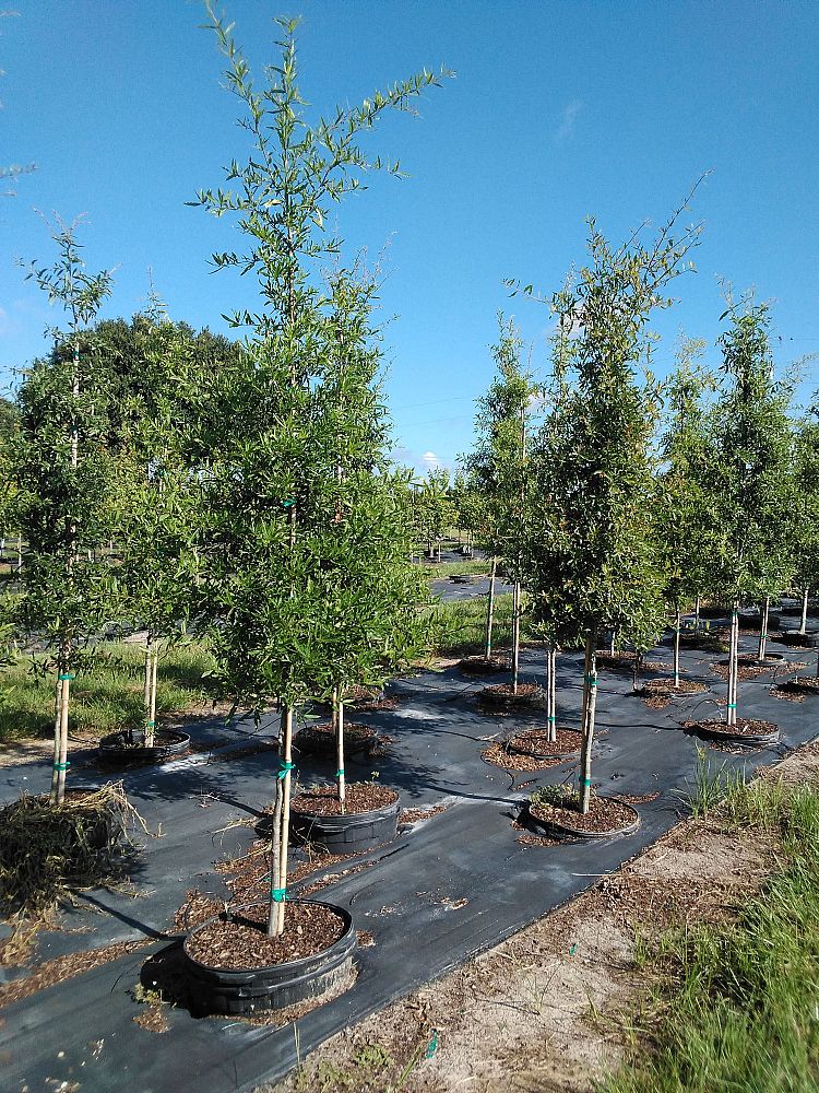 quercus-phellos-willow-oak