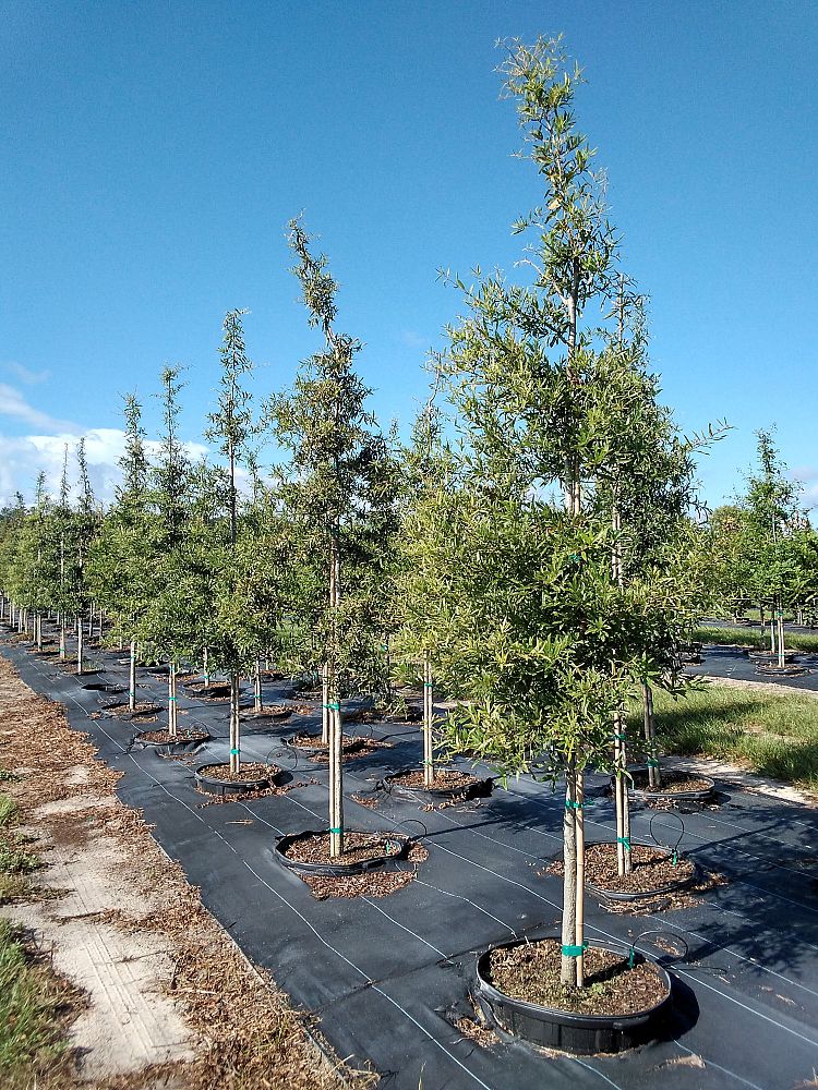 quercus-phellos-willow-oak