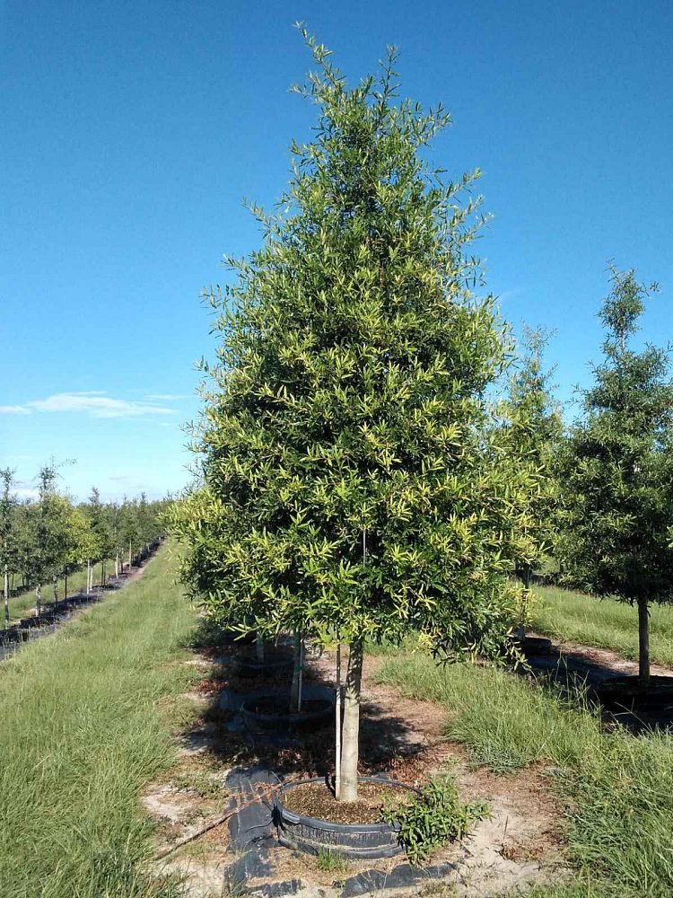 quercus-phellos-willow-oak