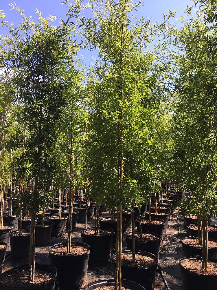 quercus-phellos-willow-oak