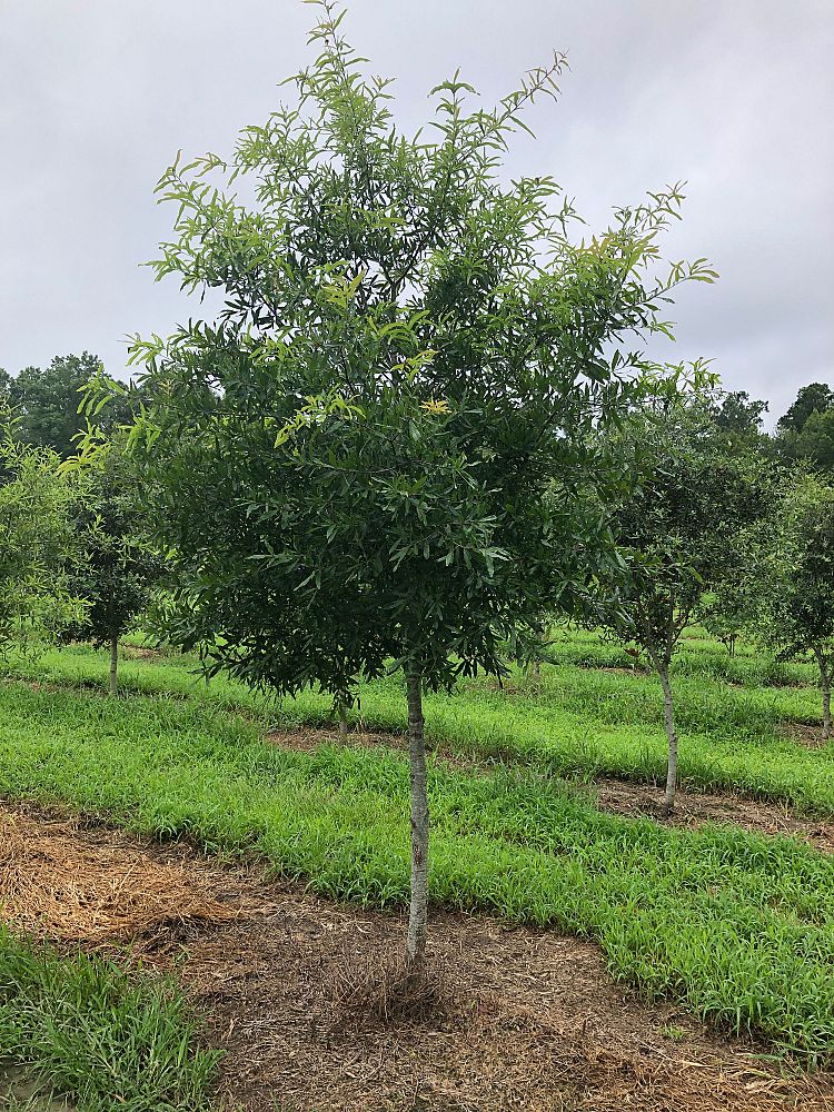 quercus-phellos-willow-oak