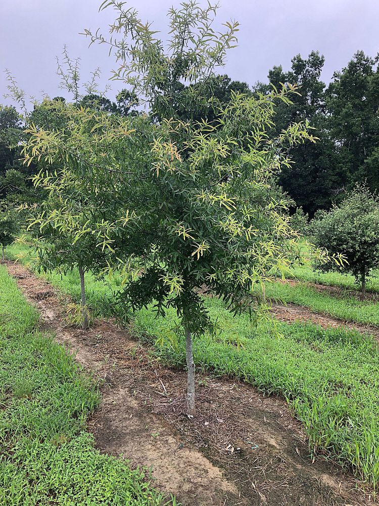 quercus-phellos-willow-oak