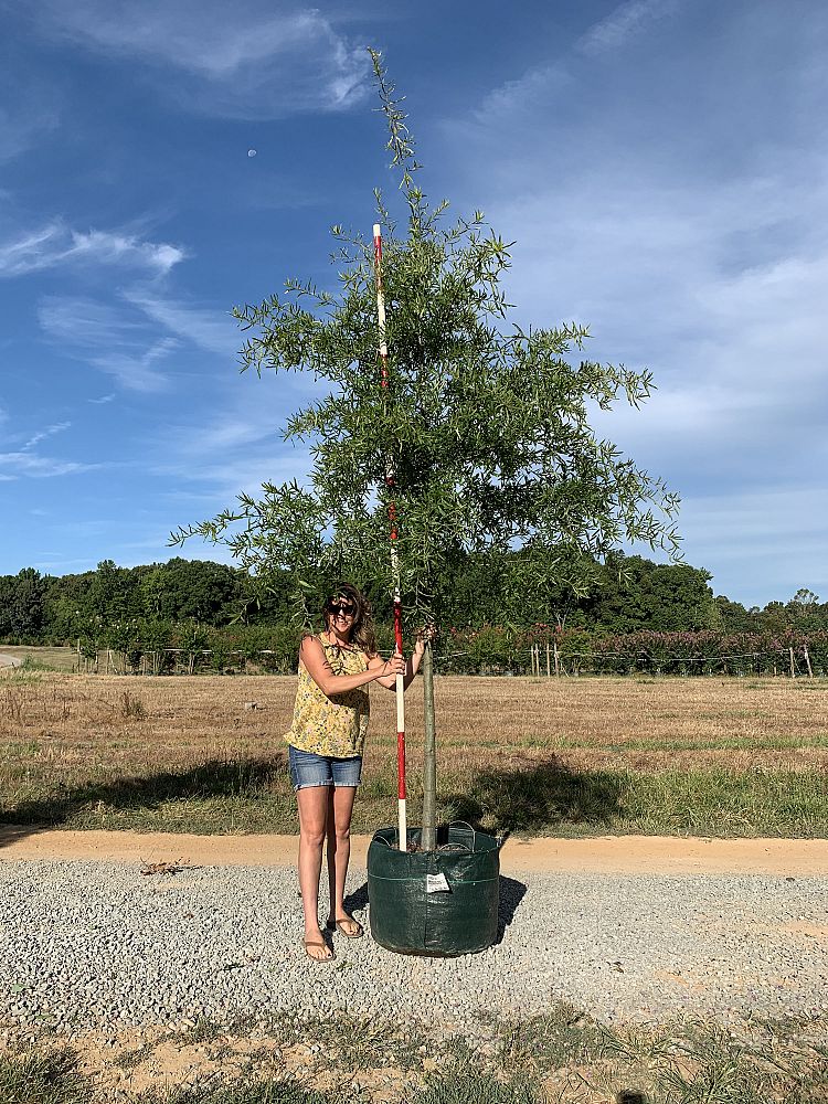 quercus-phellos-willow-oak