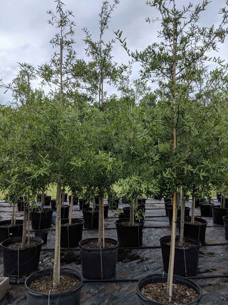 quercus-phellos-willow-oak