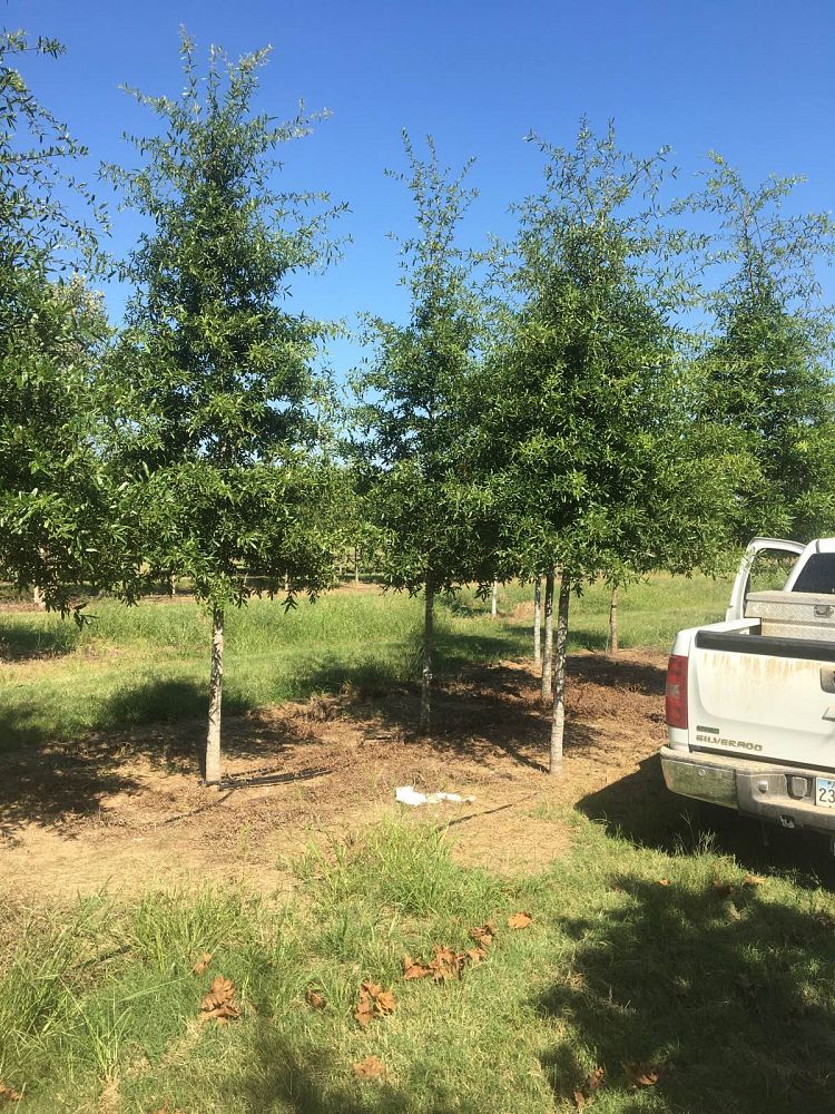quercus-phellos-willow-oak