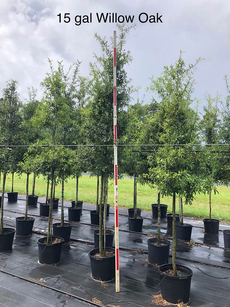 quercus-phellos-willow-oak