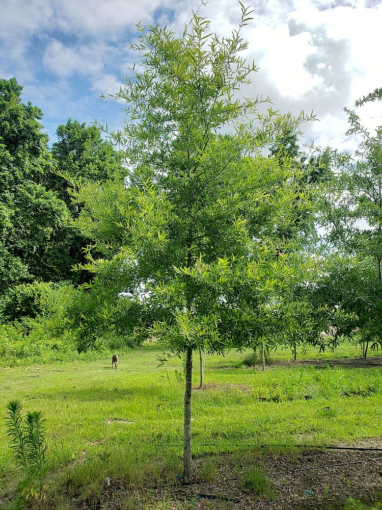 quercus-phellos-willow-oak