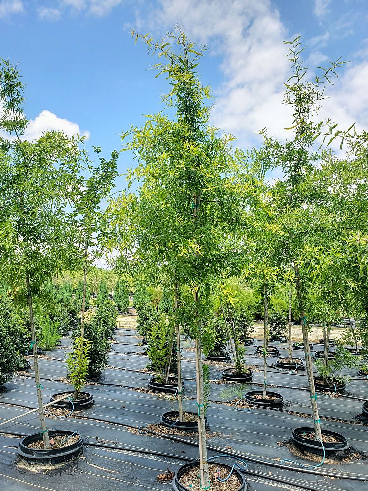quercus-phellos-willow-oak