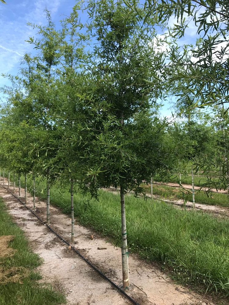 quercus-phellos-willow-oak