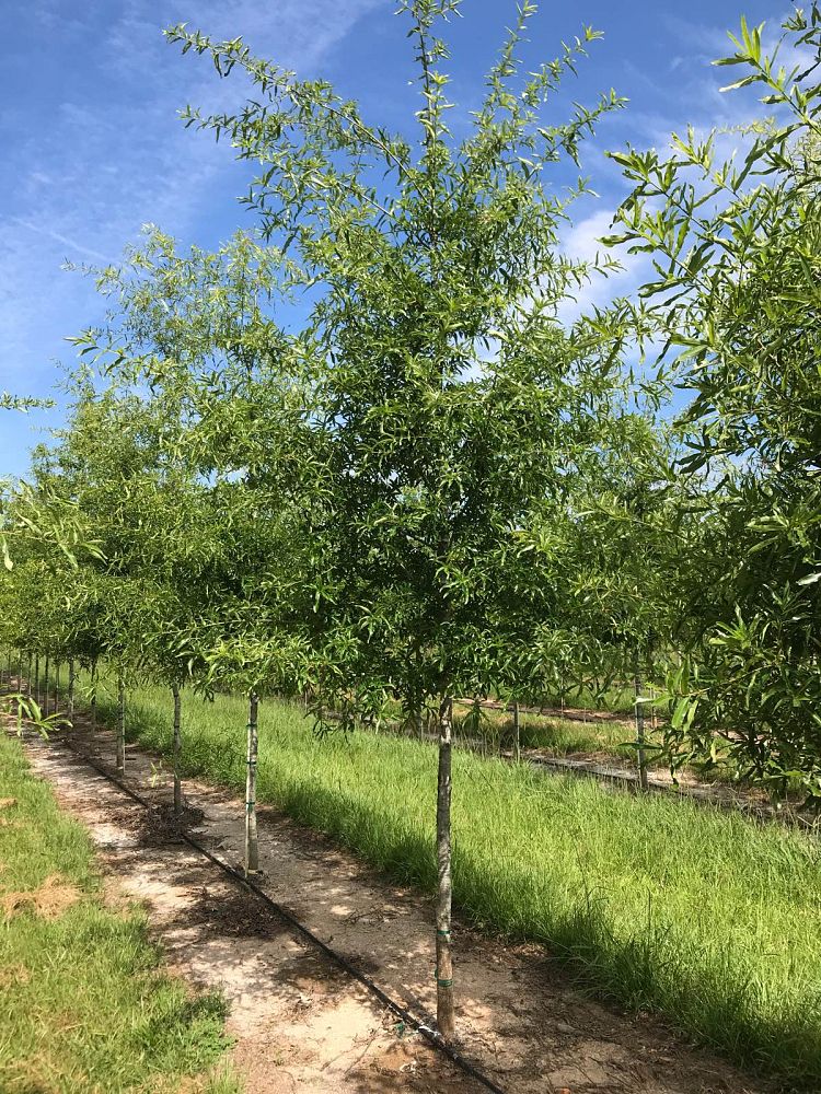 quercus-phellos-willow-oak