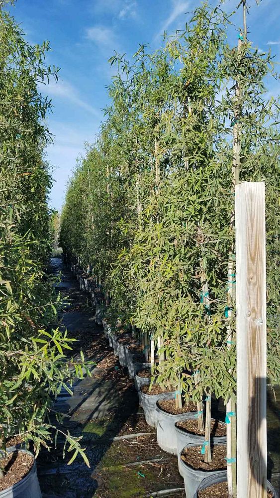 quercus-phellos-willow-oak