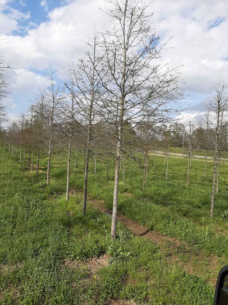 quercus-phellos-willow-oak