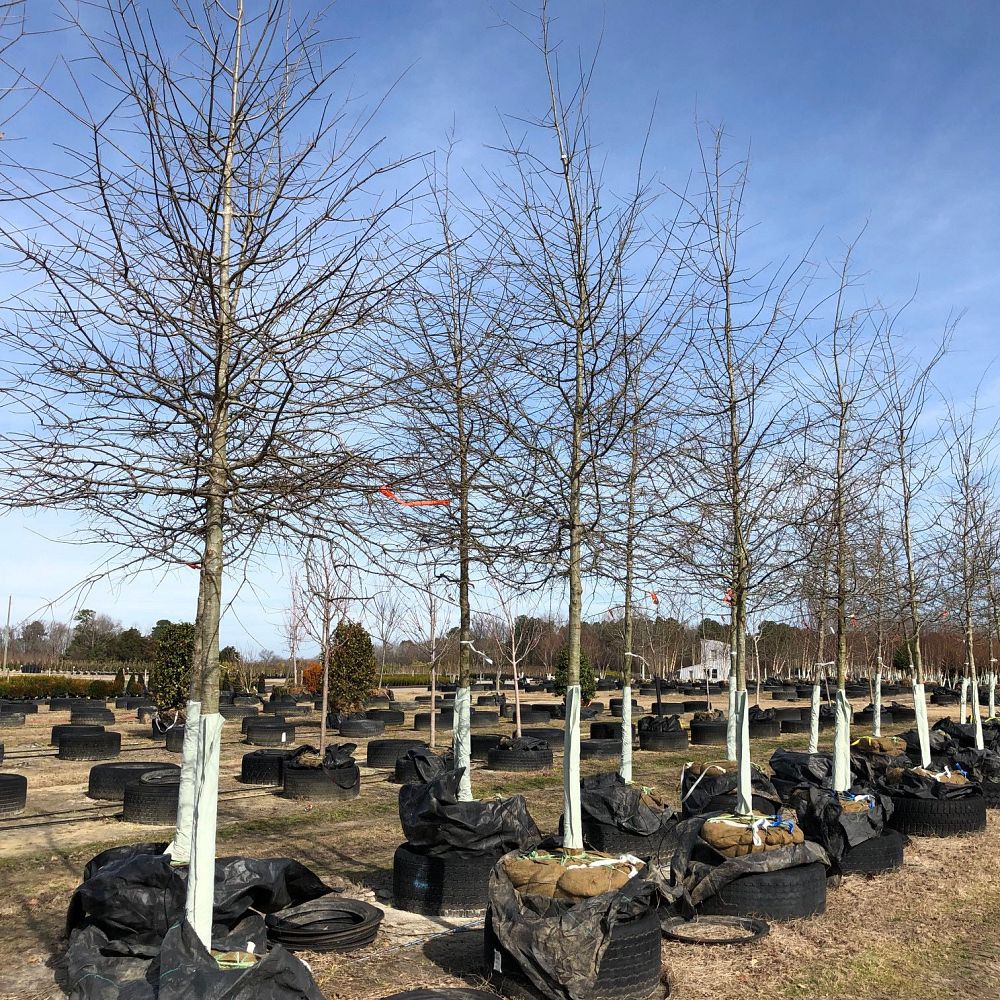 quercus-phellos-willow-oak