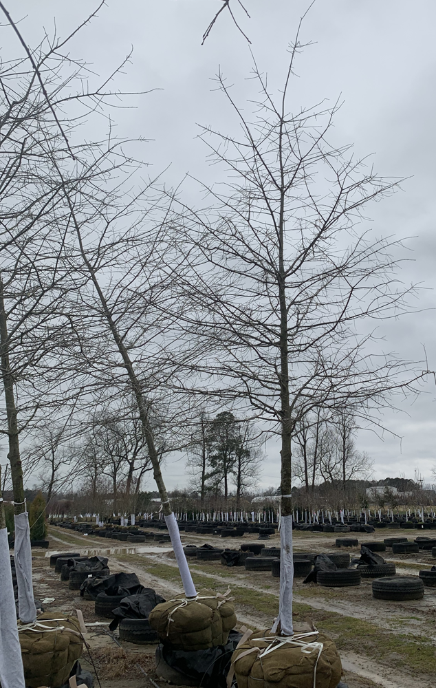 quercus-phellos-willow-oak