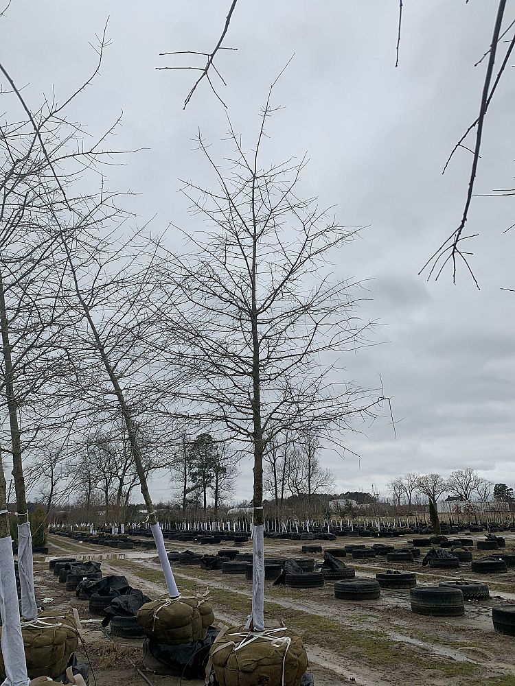 quercus-phellos-willow-oak