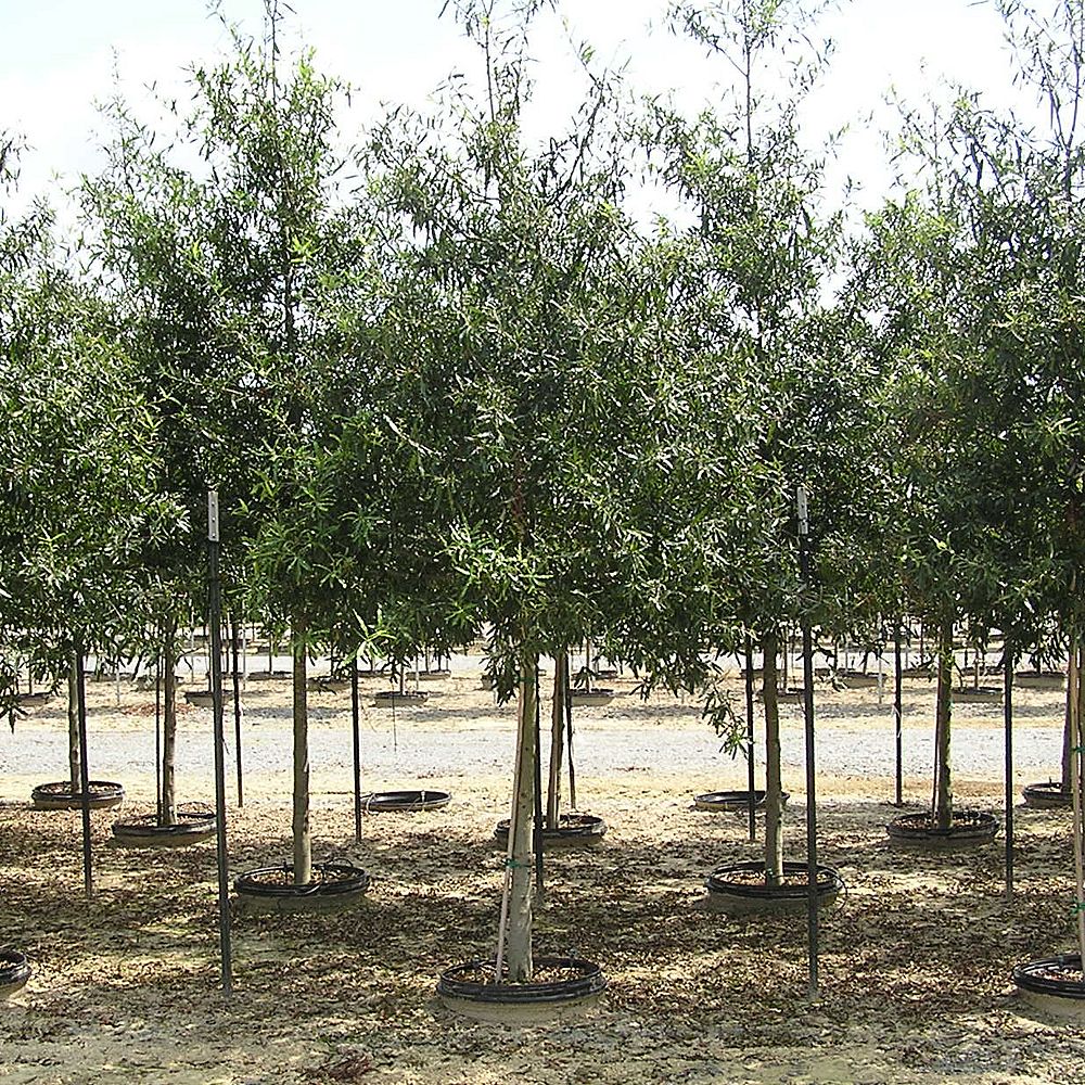 quercus-phellos-willow-oak