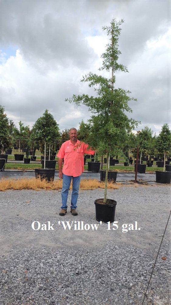 quercus-phellos-willow-oak