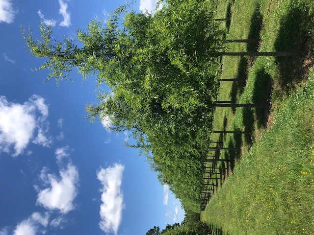 quercus-phellos-willow-oak