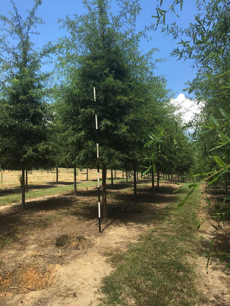 quercus-phellos-willow-oak