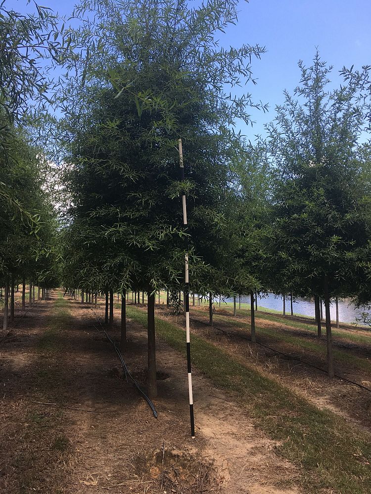 quercus-phellos-willow-oak