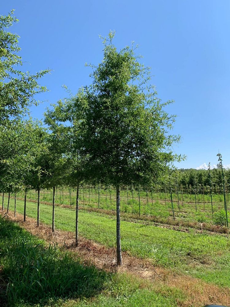 quercus-phellos-willow-oak