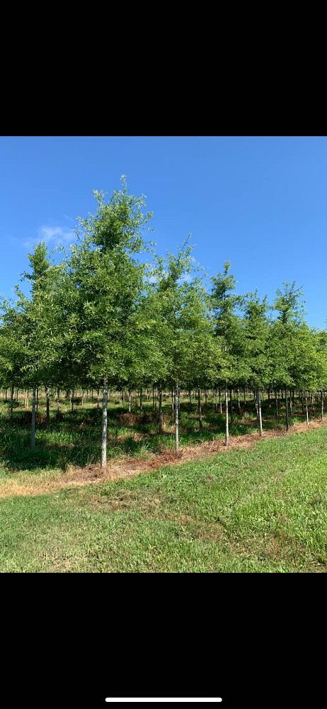 quercus-phellos-willow-oak