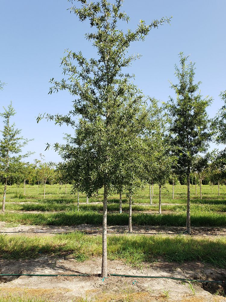 quercus-phellos-willow-oak