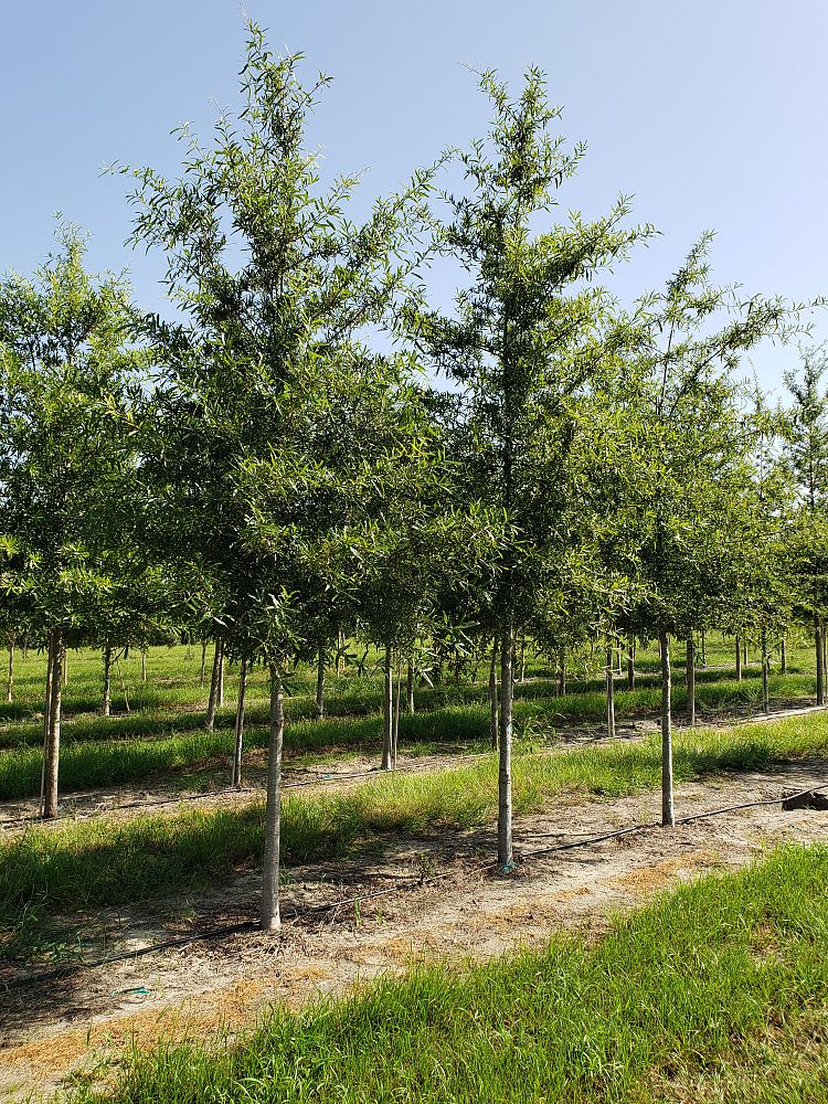 quercus-phellos-willow-oak