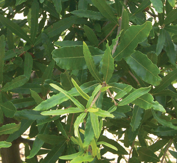 quercus-phellos-willow-oak