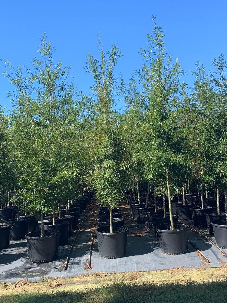 quercus-phellos-willow-oak