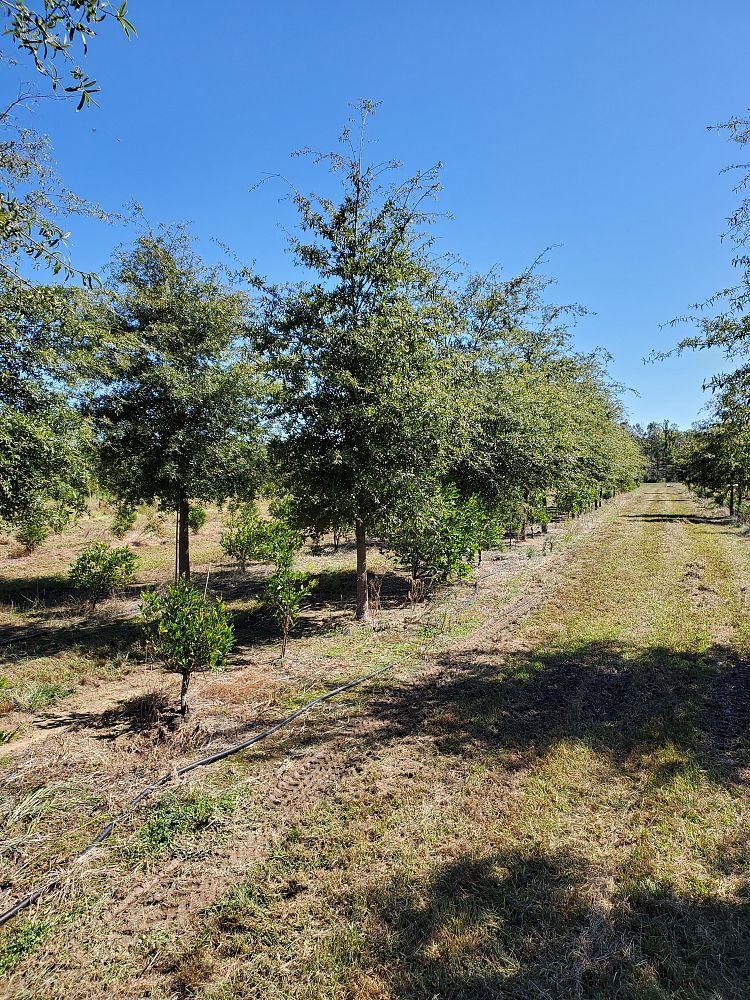 quercus-phellos-willow-oak