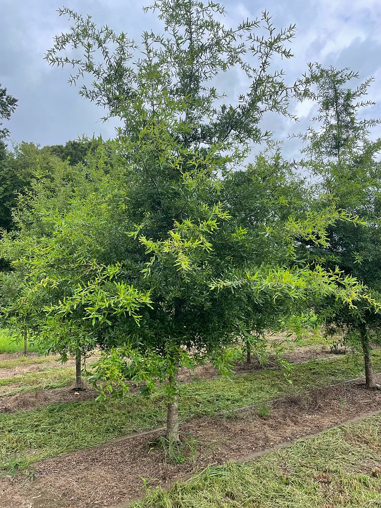 quercus-phellos-willow-oak