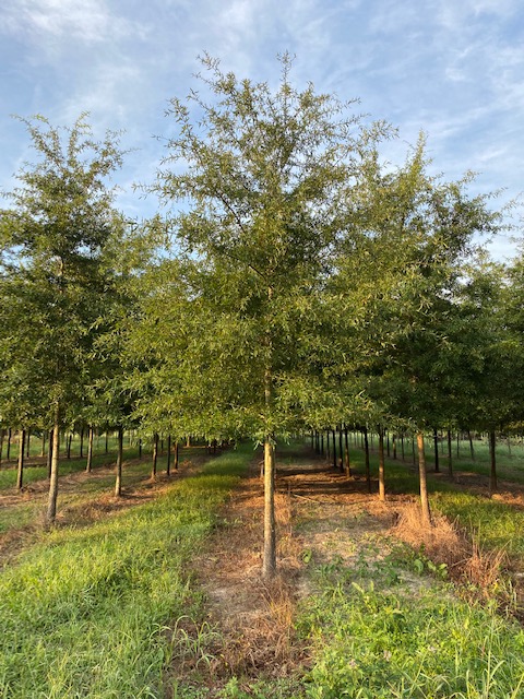 quercus-phellos-willow-oak