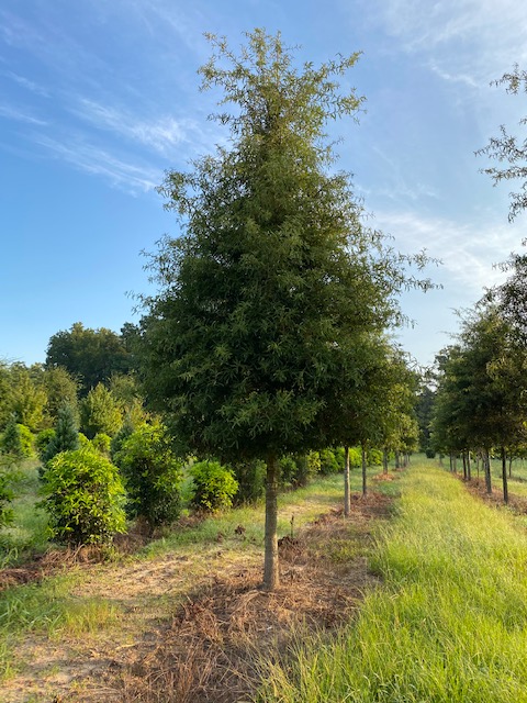 quercus-phellos-willow-oak